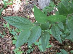 Celtis reticulata