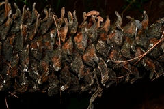 Auriscalpium vulgare