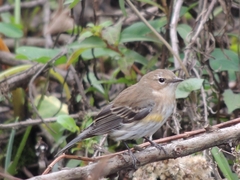 Setophaga coronata coronata