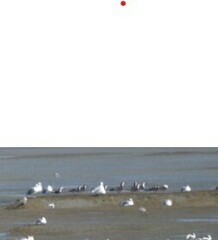 Recurvirostra americana