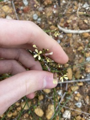 Carrichtera annua