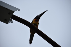 Pteroglossus torquatus