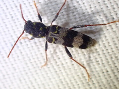 Xylotrechus colonus