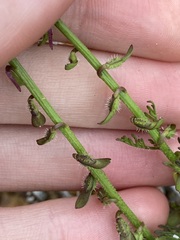 Carrichtera annua