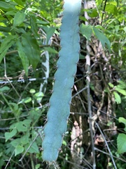 Selenicereus ocamponis