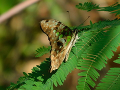 Graphium agamemnon