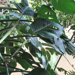 Monstera