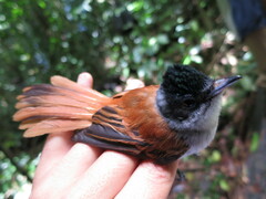 Terpsiphone atrochalybeia