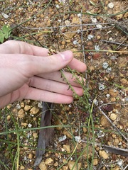 Carrichtera annua