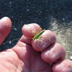 Meconema thalassinum