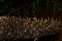 Auriscalpium vulgare