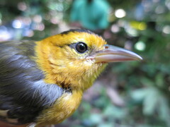 Ploceus sanctithomae