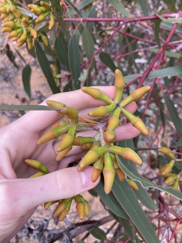 Eucalyptus stricklandii, photograph 1