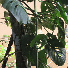 Monstera