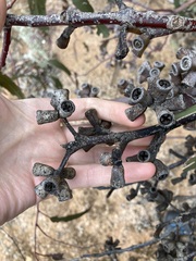 Eucalyptus stricklandii