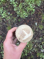 Amanita pantherina