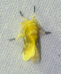 Megalopyge opercularis