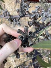 Eucalyptus stricklandii