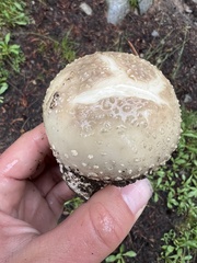 Amanita pantherina