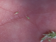 Sporobolus contractus