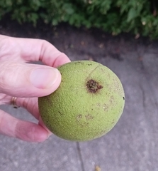 Juglans nigra