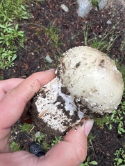 Amanita pantherina