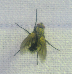 Microphthalma disjuncta