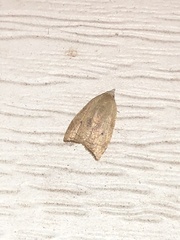 Coelostathma discopunctana