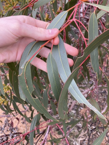 Eucalyptus stricklandii, photograph 4