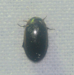 Hydaticus bimarginatus