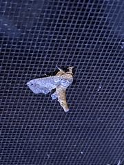 Paectes abrostoloides