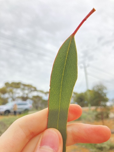 Eucalyptus stricklandii, photograph 5