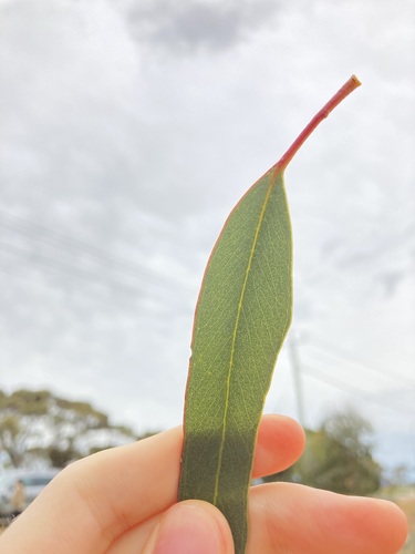 Eucalyptus stricklandii, photograph 6