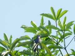 Cacomantis merulinus