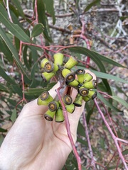 Eucalyptus stricklandii