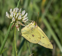 Colias philodice