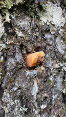 Cryptoporus volvatus