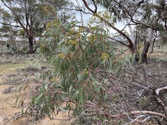 Eucalyptus stricklandii