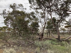 Eucalyptus stricklandii