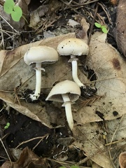 Agaricaceae