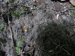 Ramsbottomia crechqueraultii