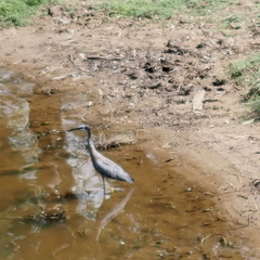 Egretta novaehollandiae