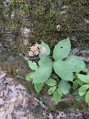 Hydrangea moellendorffii