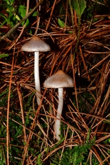 Inocybe lilacina