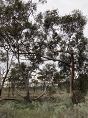 Eucalyptus stricklandii