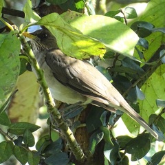 Turdus amaurochalinus