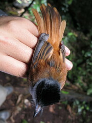 Terpsiphone atrochalybeia