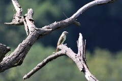 Myiodynastes luteiventris