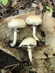 Agaricaceae