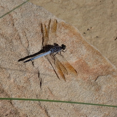 Orthetrum caledonicum